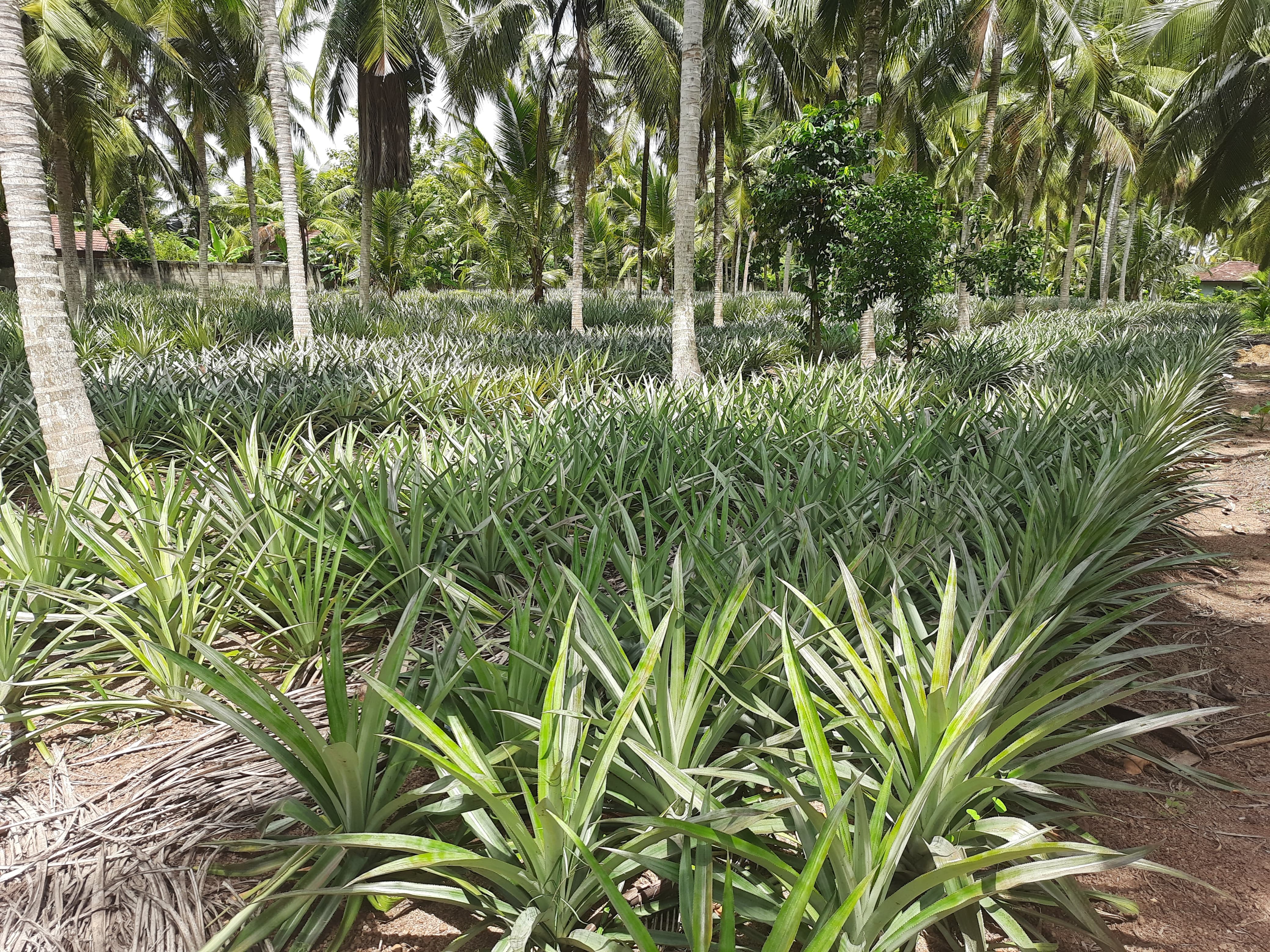 Planting organic pineapple shoots at Solax Pineapple Growers Sri Lanka farm